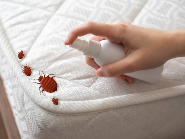 Best Residential Pest Control  in Brighton, AL