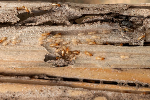Best Commercial Pest Control Services  in Brighton, AL