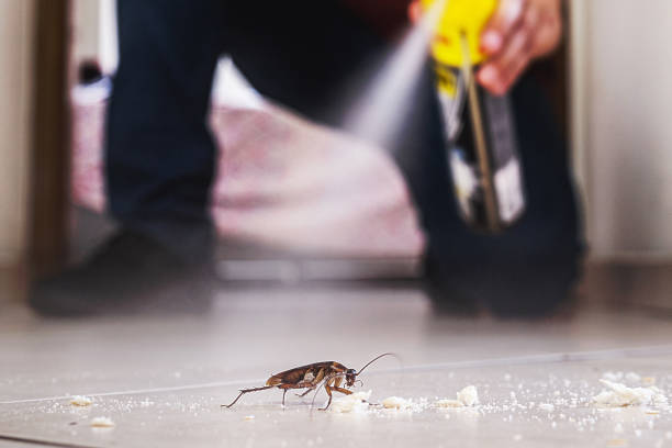 Best Spider Control Near Me  in Brighton, AL