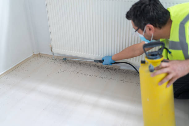 Best Flea Control Services  in Brighton, AL